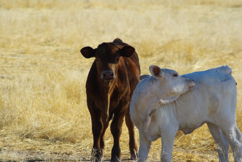 cows, bovine, calves