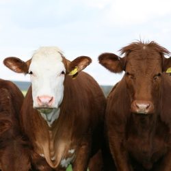 cows, cattles, animals-1238273.jpg
